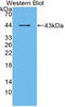 Matrix Gla Protein antibody, MBS2027866, MyBioSource, Western Blot image 