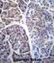 COP9 Signalosome Subunit 7A antibody, abx027027, Abbexa, Immunohistochemistry frozen image 