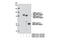 SH3 Domain Containing Kinase Binding Protein 1 antibody, 12304S, Cell Signaling Technology, Western Blot image 