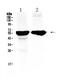 Cytochrome P450 Family 2 Subfamily D Member 6 antibody, PA5-79129, Invitrogen Antibodies, Western Blot image 