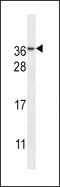 Nicotinamide Nucleotide Adenylyltransferase 3 antibody, LS-B13768, Lifespan Biosciences, Western Blot image 