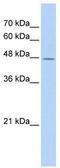 TATA-Box Binding Protein Associated Factor 7 Like antibody, TA335457, Origene, Western Blot image 