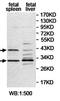 TNF Receptor Superfamily Member 4 antibody, orb78146, Biorbyt, Western Blot image 