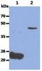 Glypican 4 antibody, GTX16498, GeneTex, Western Blot image 