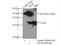 Tubulin Folding Cofactor B antibody, 15782-1-AP, Proteintech Group, Immunoprecipitation image 