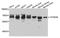 ATPase Family AAA Domain Containing 3A antibody, orb374010, Biorbyt, Western Blot image 