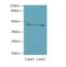 Dynactin Subunit 2 antibody, LS-C377352, Lifespan Biosciences, Western Blot image 