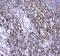 Cytochrome C Oxidase Subunit 4I1 antibody, A05442-1, Boster Biological Technology, Immunohistochemistry paraffin image 