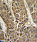 Microsomal triglyceride transfer protein large subunit antibody, abx034212, Abbexa, Western Blot image 
