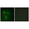 Transmembrane prostate androgen-induced protein antibody, A05994, Boster Biological Technology, Immunofluorescence image 