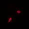 Peroxisomal Biogenesis Factor 11 Beta antibody, orb214830, Biorbyt, Immunocytochemistry image 