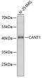 Calcium Activated Nucleotidase 1 antibody, 22-142, ProSci, Western Blot image 