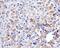 Mitofusin 1 antibody, NBP1-71775, Novus Biologicals, Immunohistochemistry paraffin image 
