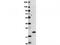 Interleukin-29 antibody, TA319522, Origene, Western Blot image 