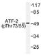 CREB2 antibody, AP01532PU-N, Origene, Western Blot image 