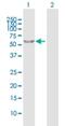 Rab Geranylgeranyltransferase Subunit Alpha antibody, H00005875-B01P, Novus Biologicals, Western Blot image 