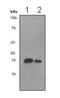 ISG15 Ubiquitin Like Modifier antibody, ab133346, Abcam, Western Blot image 