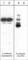 Cadherin 1 antibody, CM1681, ECM Biosciences, Western Blot image 