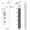 AKAP12 antibody, NBP1-89168, Novus Biologicals, Western Blot image 