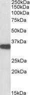 NIMA Related Kinase 7 antibody, 42-701, ProSci, Western Blot image 