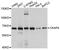 Cytoskeleton Associated Protein 4 antibody, MBS129007, MyBioSource, Western Blot image 