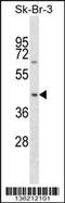 Sorting Nexin 7 antibody, 59-169, ProSci, Western Blot image 