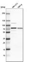 Insulin Like Growth Factor 2 MRNA Binding Protein 3 antibody, HPA002037, Atlas Antibodies, Western Blot image 