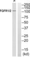 Fibroblast Growth Factor Receptor 1 antibody, abx012954, Abbexa, Western Blot image 