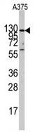 Insulin Degrading Enzyme antibody, AP11440PU-N, Origene, Western Blot image 