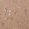 ADP Ribosylation Factor Like GTPase 3 antibody, NBP1-88839, Novus Biologicals, Immunohistochemistry frozen image 