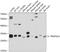 TRNA Methyltransferase 61A antibody, A14512, Boster Biological Technology, Western Blot image 