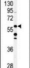 Coenzyme Q8A antibody, PA5-13906, Invitrogen Antibodies, Western Blot image 