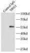 Neuregulin 1 antibody, FNab05856, FineTest, Immunoprecipitation image 
