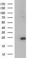 Interleukin 1 Receptor Antagonist antibody, TA590308, Origene, Western Blot image 