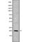 CKLF Like MARVEL Transmembrane Domain Containing 8 antibody, abx149423, Abbexa, Western Blot image 