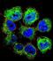 GTF2H2 Family Member C, Copy 2 antibody, LS-C166727, Lifespan Biosciences, Immunofluorescence image 