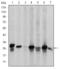 Heat Shock Protein Family B (Small) Member 1 antibody, STJ98141, St John