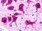 G Protein-Coupled Receptor 62 antibody, LS-A468, Lifespan Biosciences, Immunohistochemistry paraffin image 