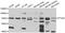 Prostaglandin-Endoperoxide Synthase 1 antibody, abx006921, Abbexa, Western Blot image 