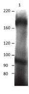 MER Proto-Oncogene, Tyrosine Kinase antibody, GTX14919, GeneTex, Immunoprecipitation image 