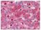 Reticulon 3 antibody, AM06348SU-N, Origene, Immunohistochemistry frozen image 