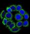 Cytochrome P450 Family 21 Subfamily A Member 2 antibody, abx033741, Abbexa, Immunocytochemistry image 