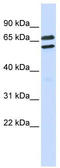 Tripartite Motif Family Like 1 antibody, TA331559, Origene, Western Blot image 