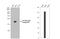 Interleukin 1 Receptor Antagonist antibody, NBP1-32568, Novus Biologicals, Western Blot image 
