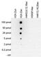 H2A Histone Family Member V antibody, GTX60813, GeneTex, Dot Blot image 