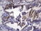 NK3 Homeobox 1 antibody, LS-C339538, Lifespan Biosciences, Immunohistochemistry frozen image 