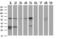 NUCB1 antibody, M07305, Boster Biological Technology, Western Blot image 