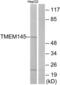 Transmembrane Protein 145 antibody, LS-B9884, Lifespan Biosciences, Western Blot image 