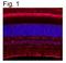 Retinaldehyde Binding Protein 1 antibody, NB100-74392, Novus Biologicals, Immunofluorescence image 