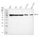 Menin 1 antibody, A00331-1, Boster Biological Technology, Western Blot image 